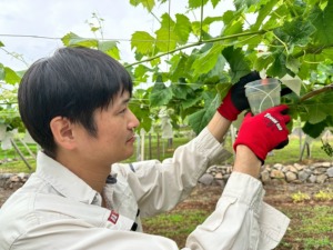 山梨ぶどう産直やまのかみファームの園主がシャインマスカットの（ジベ）種抜き作業中