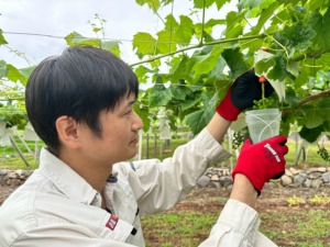 山梨ぶどう産直やまのかみファームの園主がジベ作業中（種抜き処理）