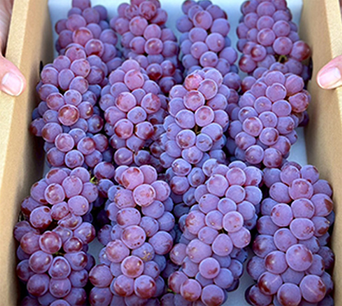 grape1
