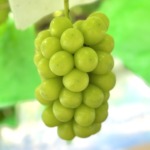 山梨ぶどう産直やまのかみファームが通販でお届けするぶどう ギフトにも最適な甘いシャインマスカット