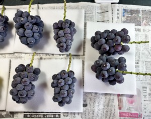 やまのかみファームが通販でお届けするぶどう 種なしピオーネ