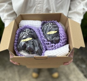 やまのかみファームが通販でお届けするぶどう 種なしピオーネ