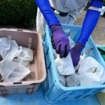 やまのかみファームが通販でお届けするぶどう 種なしピオーネ収穫後の様子