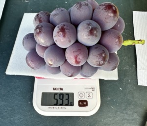 やまのかみファームが通販でお届けするぶどう 種なしピオーネ計量中の様子