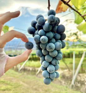 マスカット・ベーリーA 